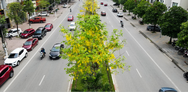 muồng hoàng yến 